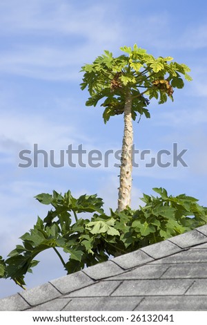 palm tree against light blue sky