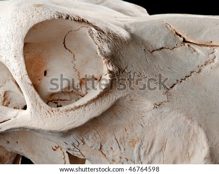 eye socket and cheek section of cow skull