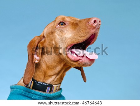 dog head in front of light blue background