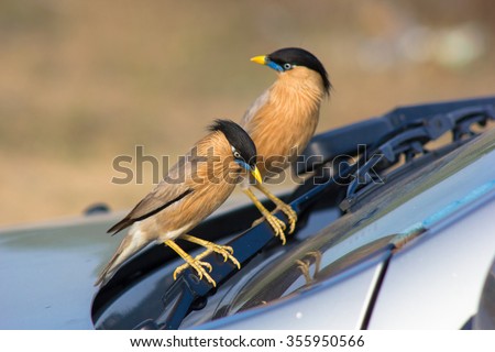 Brahminy Myna are domestic birds and they reaction sometimes is funny. This two birds behave strange looking to their reflection in car windshield.