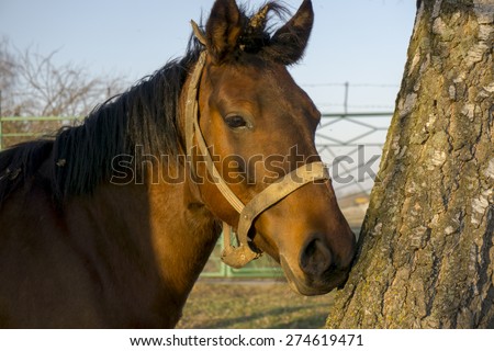 A brown horse in the forest near the tree background