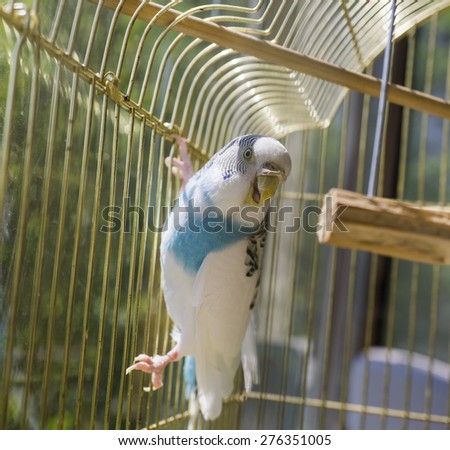 Blue and white parrot in a golden cage