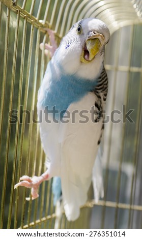 Blue and white parrot in a golden cage