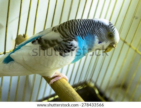 Blue, black and white parrot in a golden cage