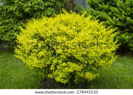 Yellow round bush in the garden
