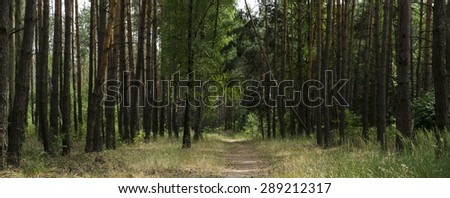 Alley footpath in the pine forest panorama