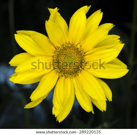 Yellow flower of a decorative sunflower Helinthus in the garden