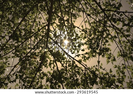 Tree leaves in rays of sun background warm filtered