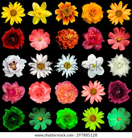 Mix collage of yellow, red, white, rose, green flowers: day lilies, Hemerocallis, clematis, roses, daisy, flax, decorative sunflower Helinthus, helenium, perennial aster, Primula isolated on black