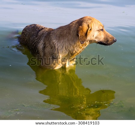 Dog standing in sea water