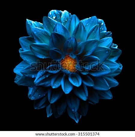 Surreal dark chrome blue flower dahlia macro isolated on black