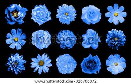 Mix collage of natural and surreal blue flowers 15 in 1: dahlias, primulas, perennial aster, daisy flower, roses, peony isolated on black