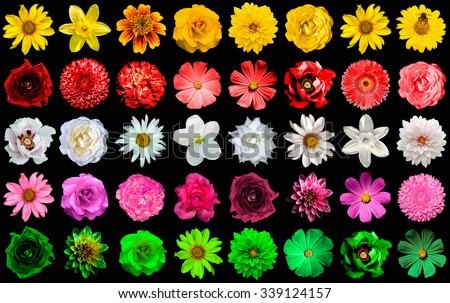 Mega pack collage 40 in 1 of yellow, red, white, rose, green flowers: day lilies, Hemerocallis, clematis, roses, daisy, flax, sunflower Helinthus, helenium, aster, Primula and others isolated on black