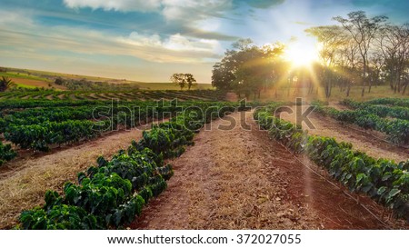 Sundown on the coffee plantation landscape
