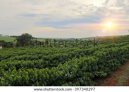 Sundown on the coffee plantation landscape