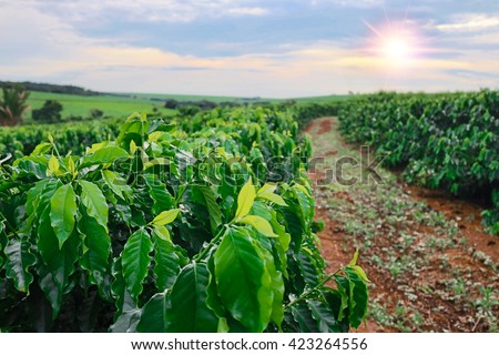 Coffee - Sundown on the coffee plantation landscape