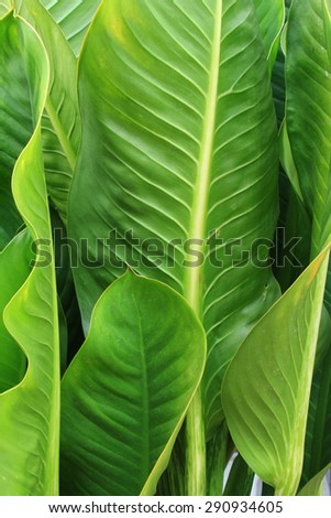 Bright green leaf structure