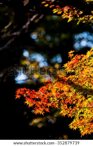 Red leaves of Japanese maple tree