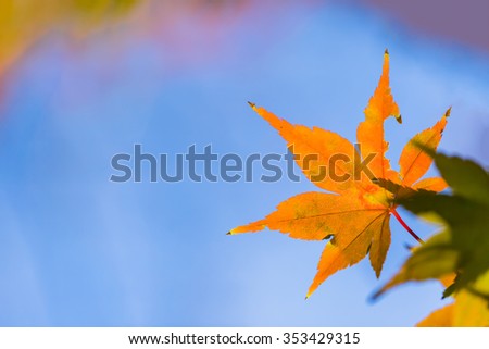 Red leaves of Japanese maple tree