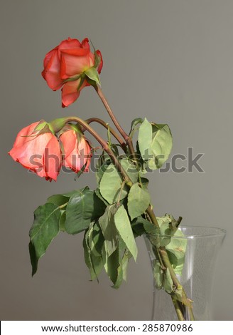 Side view of the three wilted roses in a vase