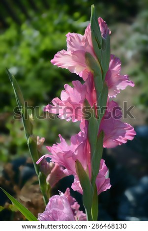 Pink gladiolus on the back side