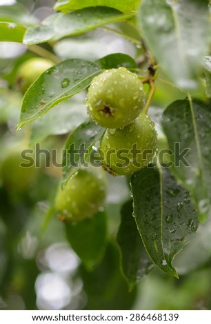Two pears on a branch after the rain