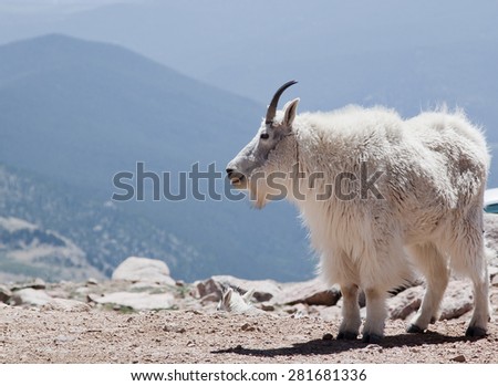 Mountain Goats, Mt Evans