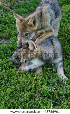 gray wolf pups playing