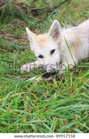 white wolf pup