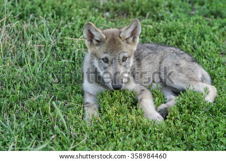 Gray wolf pup in grass