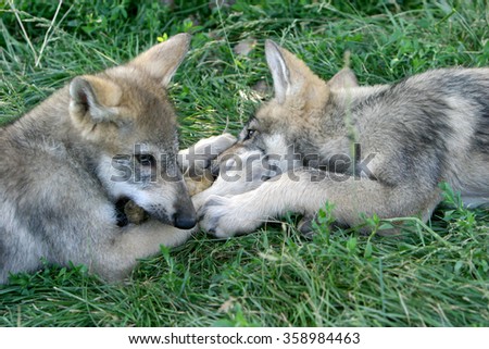 Gray wolf pups playing in grass