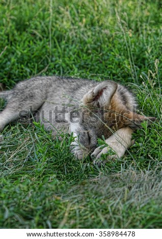 Gray wolf pup in grass