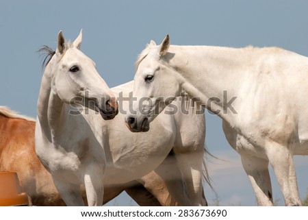 Horse Love Between Two Horses