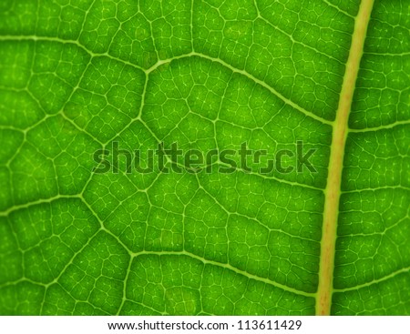 Vibrant green fiddle leaf close up for backgrounds or to see veins and cells, sharp at center, blur toward sides