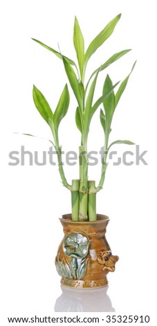 Lucky bamboo plant in brown ceramic pot with frog and flower design