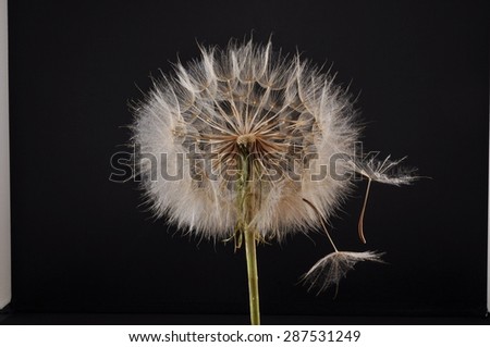 White summer flower seeds take flight on silken umbrellas, light box pictures showing seeds suspended in the air in front of a black background.  Horizontal orientation, shot in studio light box