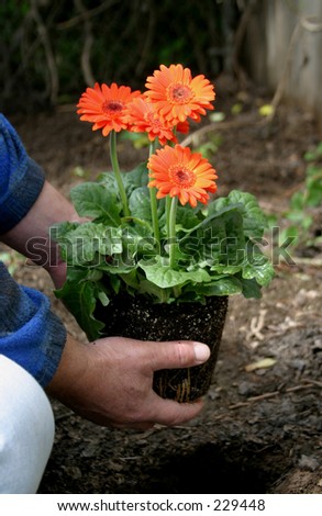 Man planting orange flower in his garden.