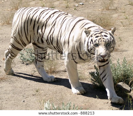 A white tiger walking in open field.