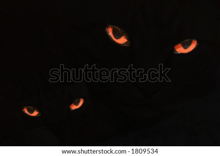 Pair of red-orange evil looking cat eyes on black background.