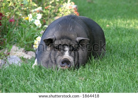 Large pot belly pig relaxing on lawn in front of flower bed.
