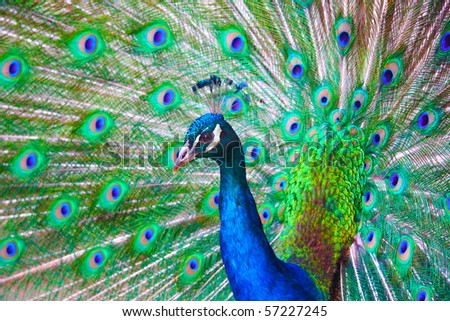 Very colorful peacock with full plumage.
