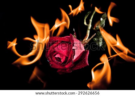 Valentine photo of a burning red rose on fire