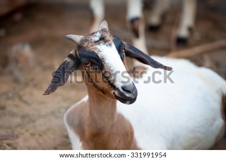 Goat looking into the camera with a questioning look