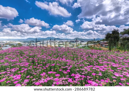 Highland Park Da lat Flower on a sunny morning, flower field immense hilltop village far away from the high areas, photos adorn the beautiful cloudy sky makes the image more vitality.