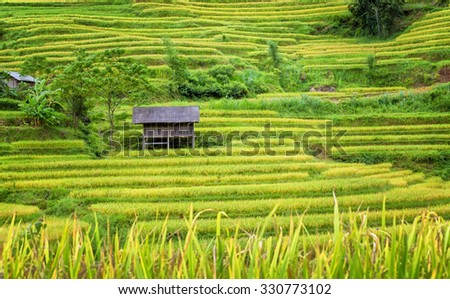 Small stilt houses on the terraces with green, yellow color of covering rice makes the house look attractive. This is a place for farmers and care fields. Painting beautiful countryside