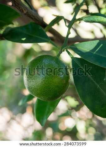 A small green fresh orange on the tree.It has a sour taste.