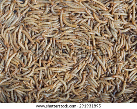 Groups of Mealworm or worms for birds.It is food for pets that eat insects.