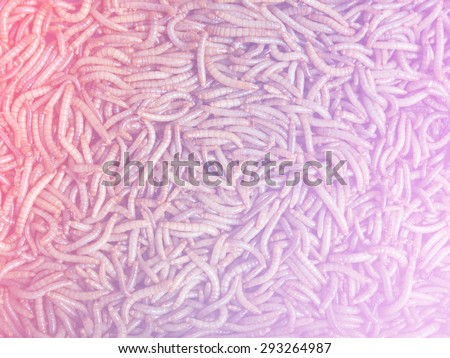 Soft Colorful abstract Groups background of Mealworm or worms for birds.It is food for pets that eat insects.