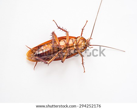 Cockroach supine on a white background.It is not yet dead, but it can not be shifted.