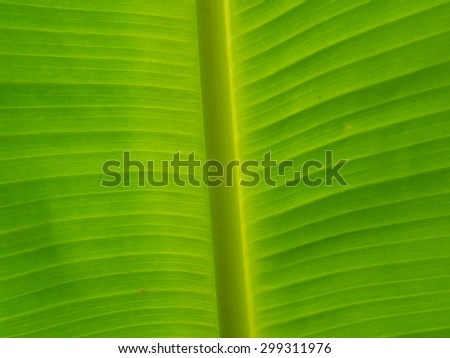 Closeup of banana leaf texture, green and fresh in a garden.Abstract of banana leaf background.